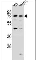 Polyclonal Rabbit anti-Human GIMAP8 Antibody (aa205-233, WB)