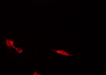 c-Met Antibody