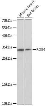 RGS4 Antibody