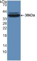 MVP / VAULT1 Antibody (aa2-272)