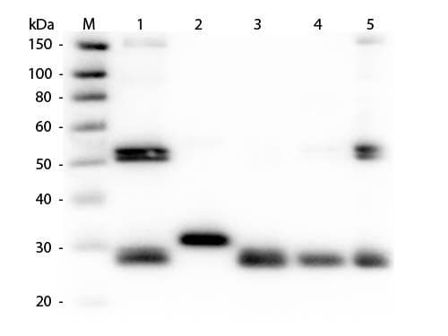 Rabbit Anti-Rat IgG Secondary Antibody (Biotin)