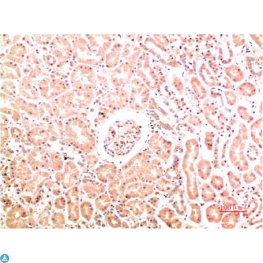 Monoclonal Mouse anti-Human Collagen IV Antibody (WB)