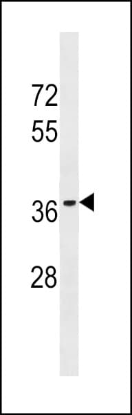 Polyclonal Rabbit anti-Human OR10T2 Antibody (aa244-272, WB)
