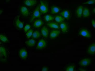 PDE9A Antibody