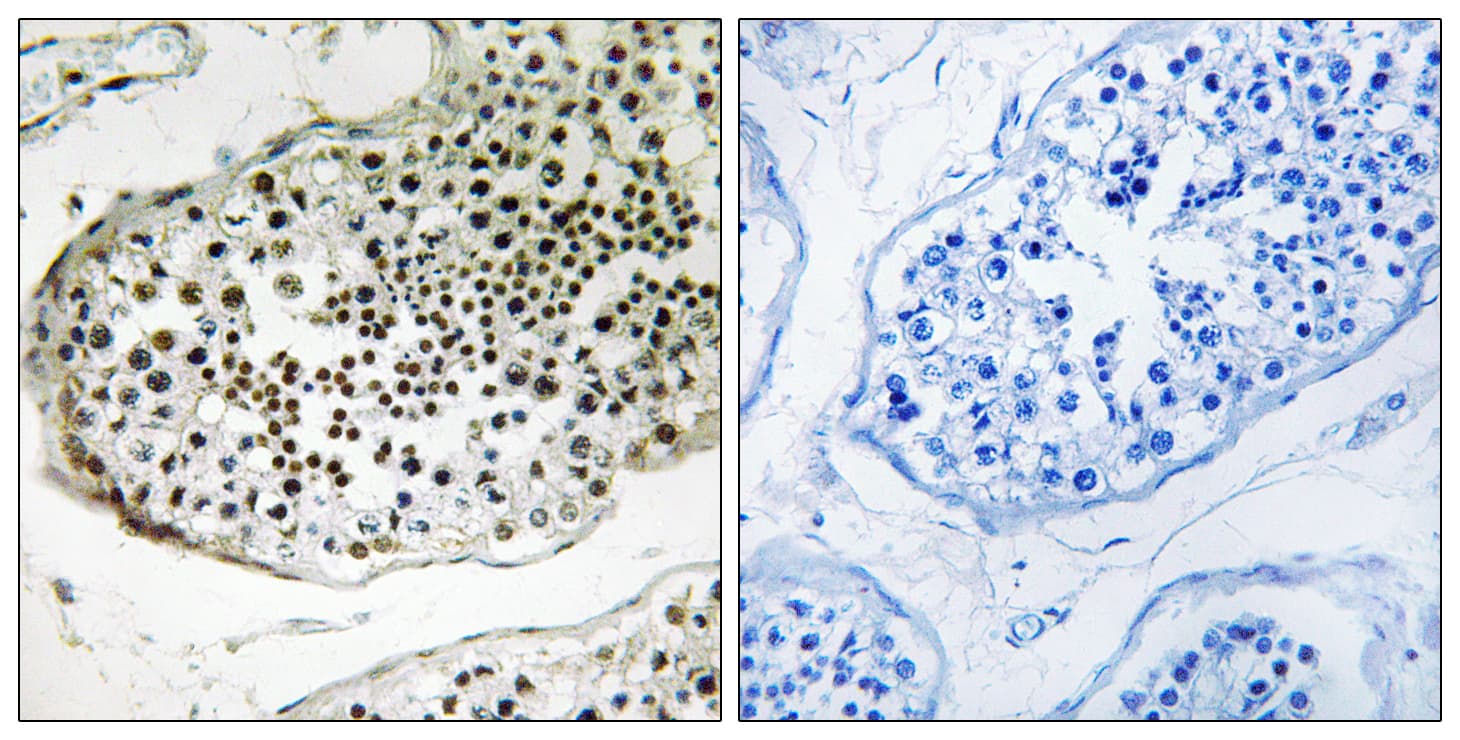 UBQLN3 Antibody (aa271-320)