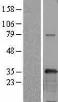 USF1 / USF Protein (Over-Expression Lysate Myc-DDK (Flag))