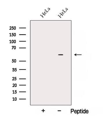 ARIH2 Antibody