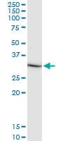 Monoclonal Mouse anti-Human IL-1B / IL-1 Beta Antibody (clone 2A8, IF, WB)