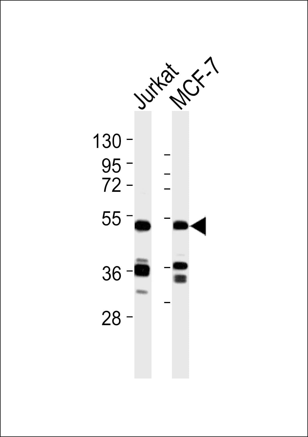 Polyclonal Rabbit anti-Human SEPT7 / Septin 7 Antibody (WB)