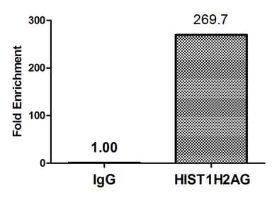 Polyclonal Rabbit anti-Human HIST1H2AI Antibody (IHC, IF, WB)