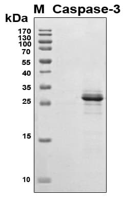 Human CASP3 / Caspase 3 Protein (Recombinant 6His, N-terminus)