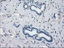 KDM4C / JMJD2C Antibody (clone OTI5B9)