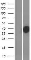 DOHH Protein (Over-Expression Lysate Myc-DDK (Flag))