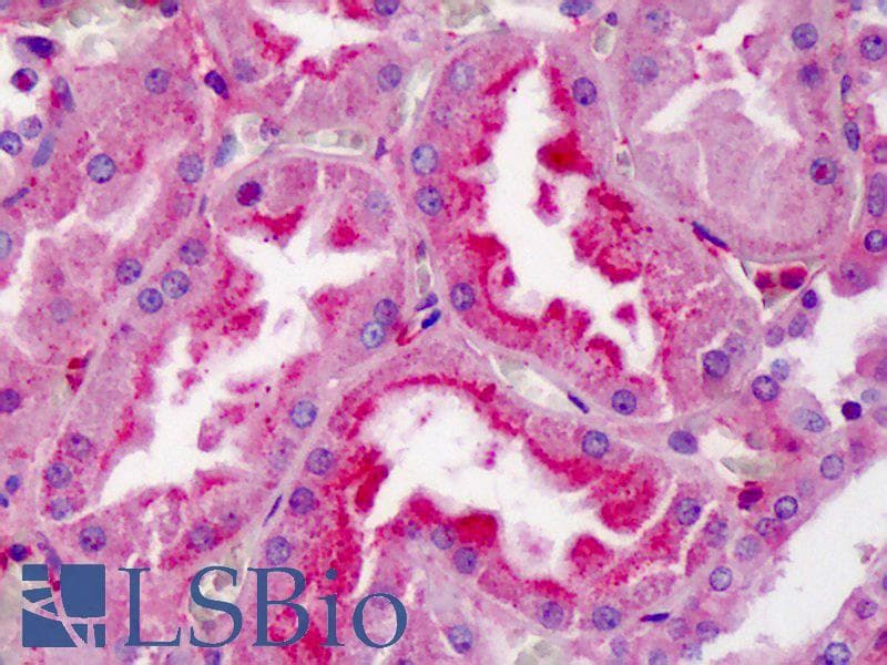 IHC-plus™ APOA1 / Apolipoprotein A 1 Antibody (aa188-199)