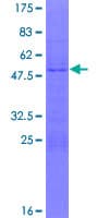Human ZNF747 Protein (Recombinant GST)