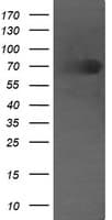 DEF6 Antibody (clone OTI4B5, Carrier-free)