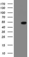 TASP / LANCL2 Antibody (clone OTI2A11)