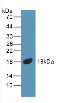 BMP5 Antibody (aa315-452)