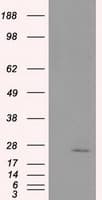 Monoclonal Mouse anti-Human NME4 Antibody (clone OTI1H1, IHC, IF, WB)