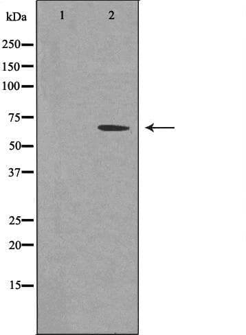 Polyclonal Rabbit anti-Human TRAF3IP3 Antibody (IF, WB)