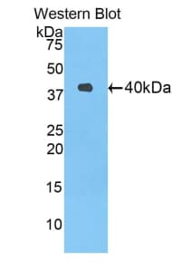 DLL4 Antibody (aa215-331)