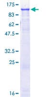 Human EEF2 / Elongation Factor 2 Protein (Recombinant GST)