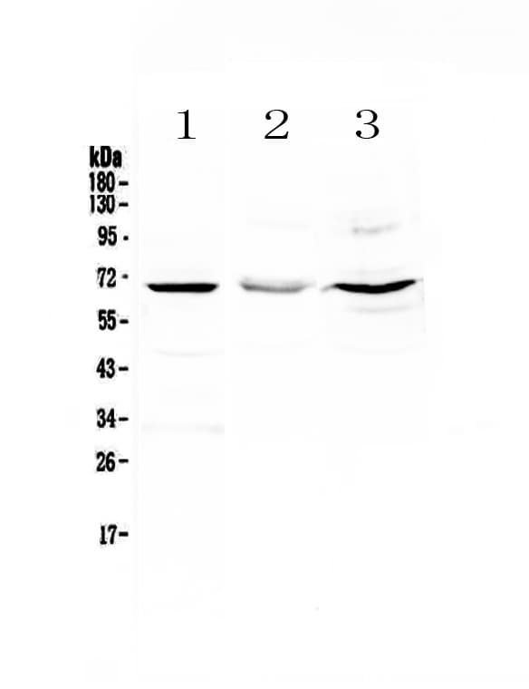 CD5 Antibody