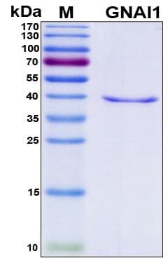 Human GNAI1 / Gi Protein (Recombinant His, N-Terminal)