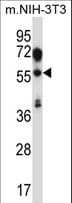 TEAD2 Antibody (aa267-295)