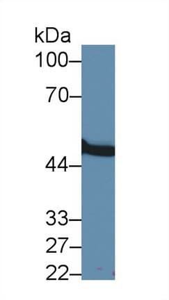 MMP24 Antibody (aa429-642)