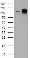 ERIC-1 / TACC3 Antibody (clone OTI1E11)