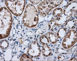 BAP / SIL1 Antibody (clone OTI1C4)
