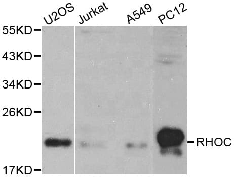 RHOC Antibody