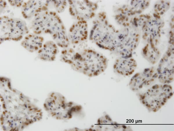 CLK3 Antibody (clone 1H2)