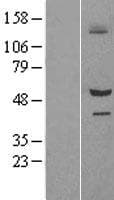 BAP / SIL1 Protein (Over-Expression Lysate Myc-DDK (Flag))