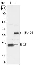LIN28A / LIN28 Antibody (clone 6D1F9)