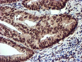 TOMM34 Antibody (clone OTI1G7, Carrier-free)