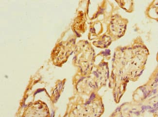KYNU Antibody