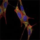 SMAD4 Antibody (clone 4G1C6)