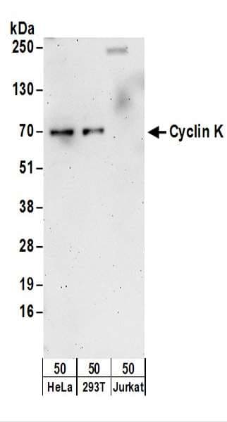 CCNK Antibody (aa530-580)