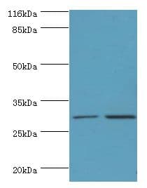 SRPRB Antibody (aa58-271, Biotin)