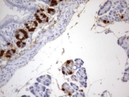 Monoclonal Rat anti-Human IdU / Iododeoxyuridine Antibody (clone 25F1, IHC)