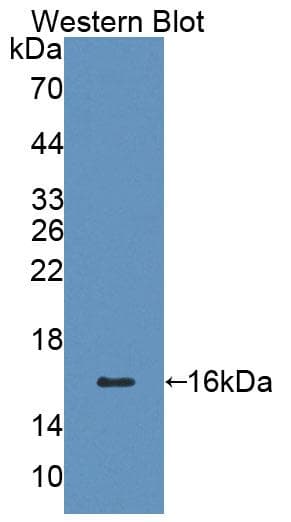 CD7 Antibody (aa26-134)