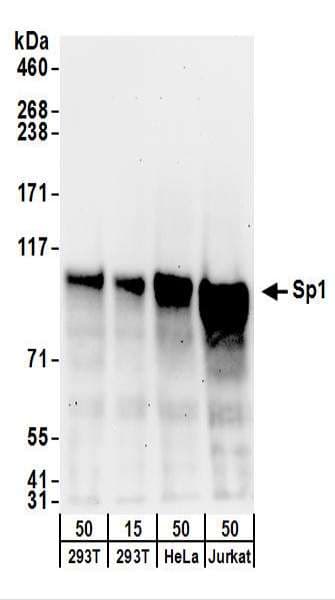 IHC-plus™ SP1 Antibody (aa735-785)