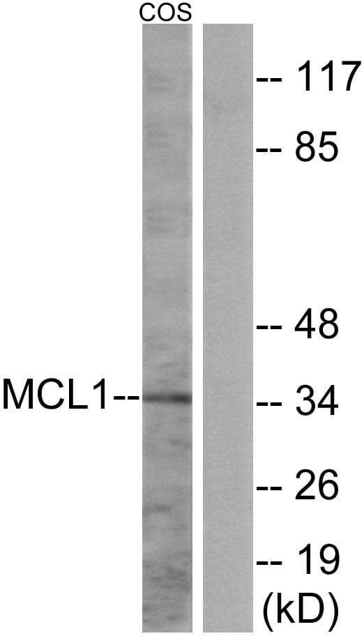 MCL1 / MCL 1 Antibody (p159)