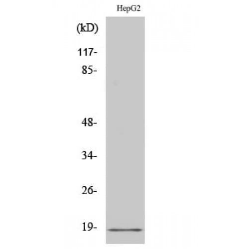 Polyclonal Rabbit anti-Human Calmodulin Antibody (45-95 aa, IHC, IF, WB)