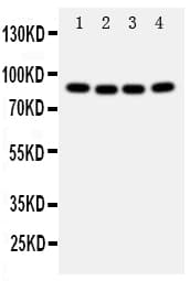 CUL2 / Cullin 2 Antibody (aa264-280)