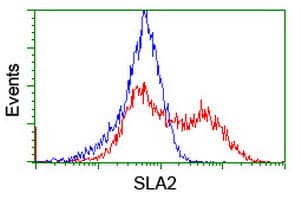 SLA2 / SLAP2 Antibody (clone OTI3A7)