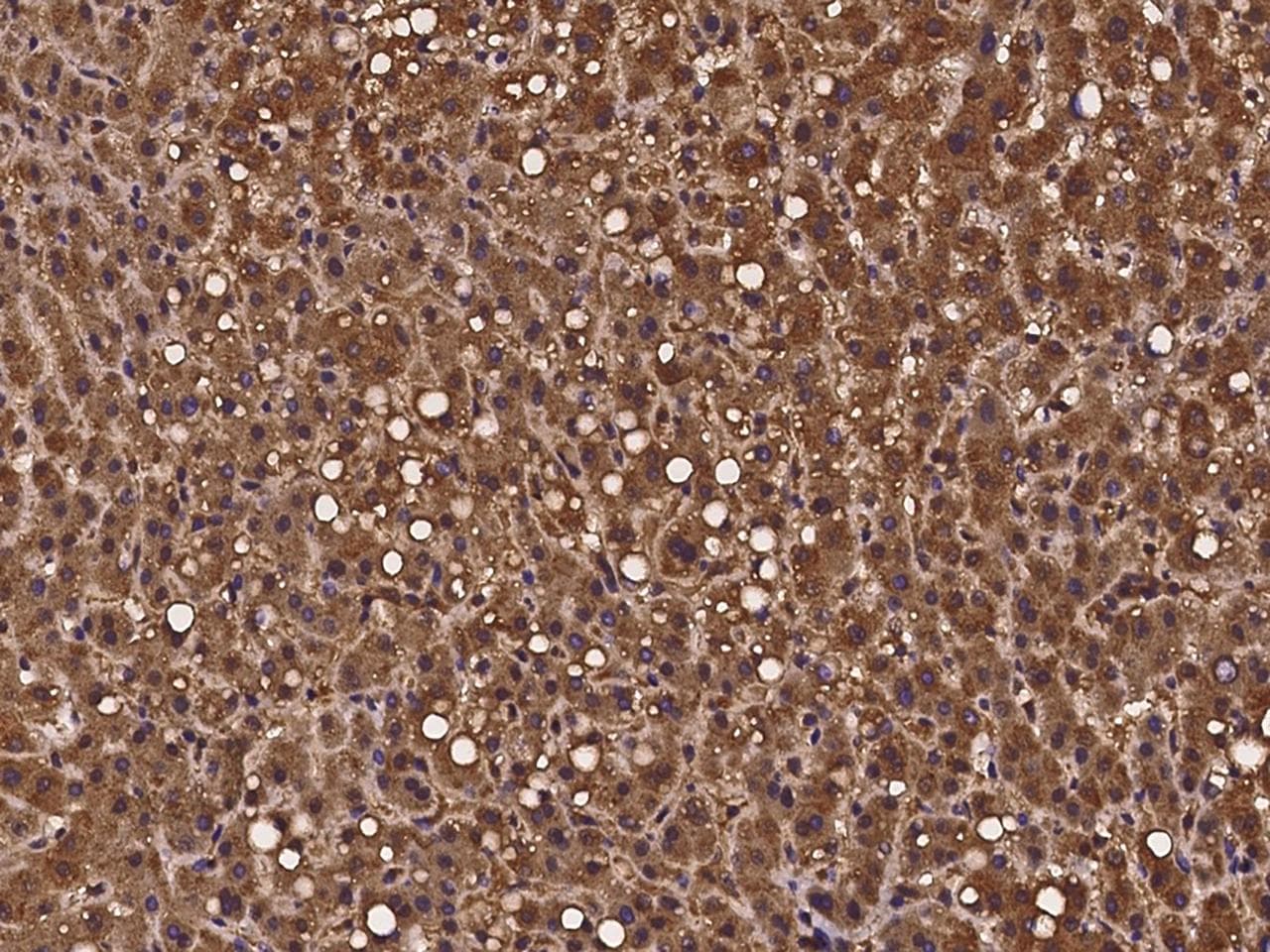 Polyclonal Rabbit anti-Human PEX19 Antibody (IHC, IF)