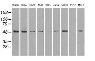 PSMC3 Antibody (clone OTI9F3, Carrier-free)